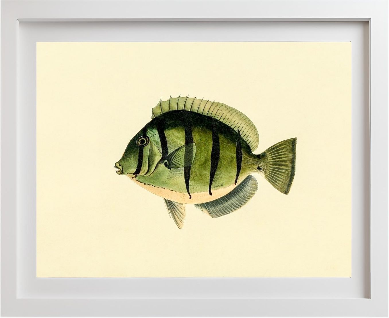 Acanthurus Hirudo