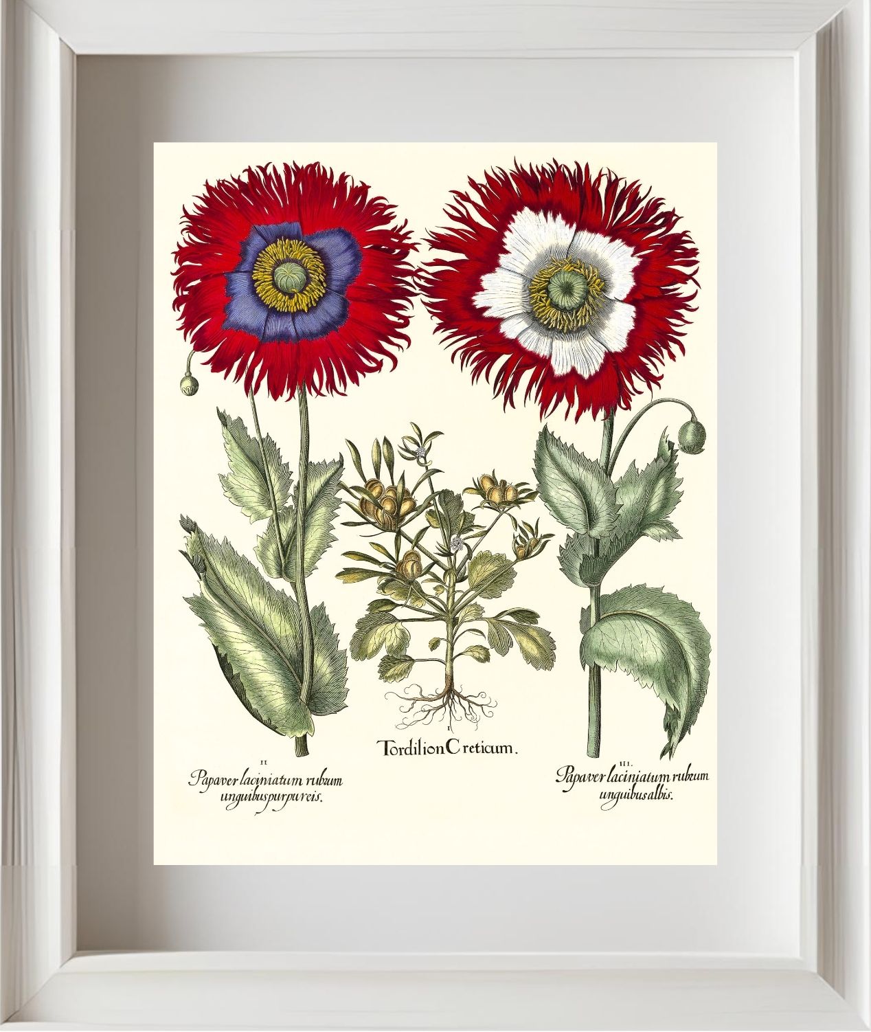 Tordylium Eyed garden poppy with fringed petals