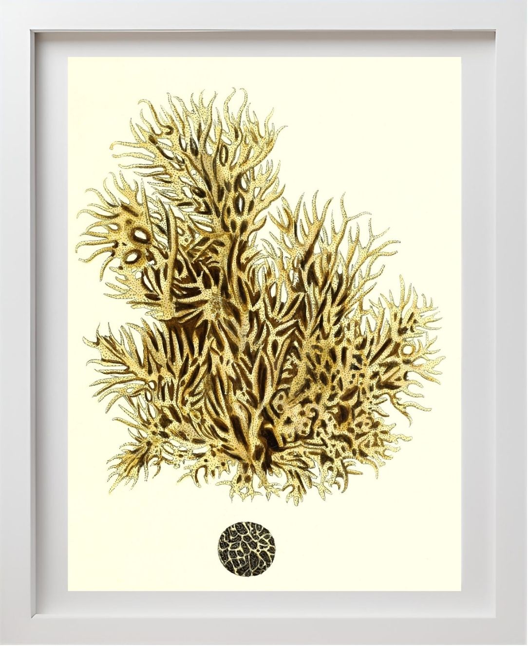Spongia damicornis