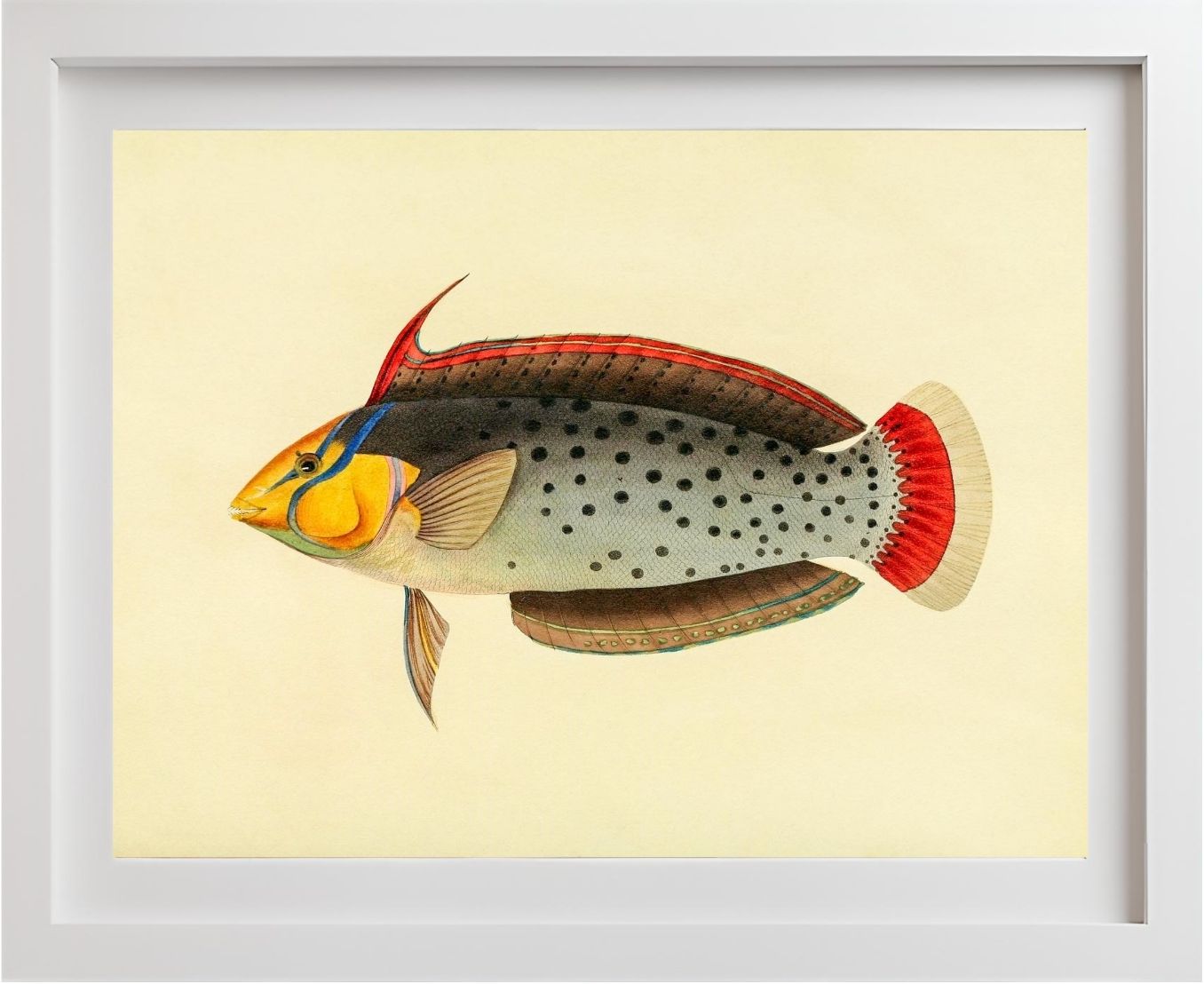 Labrus Formosus