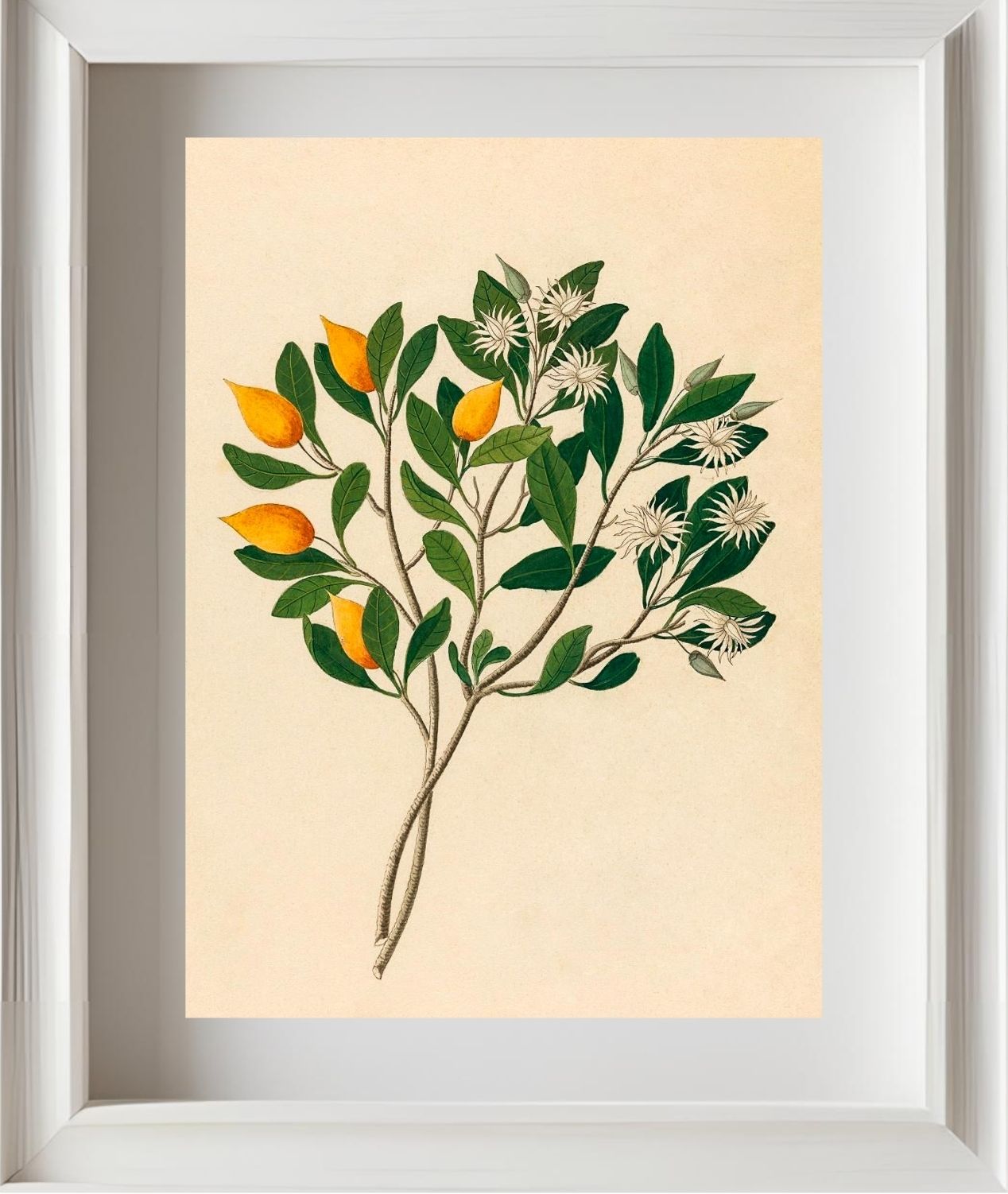 Hexand. Mono (Mimusops Obovata)