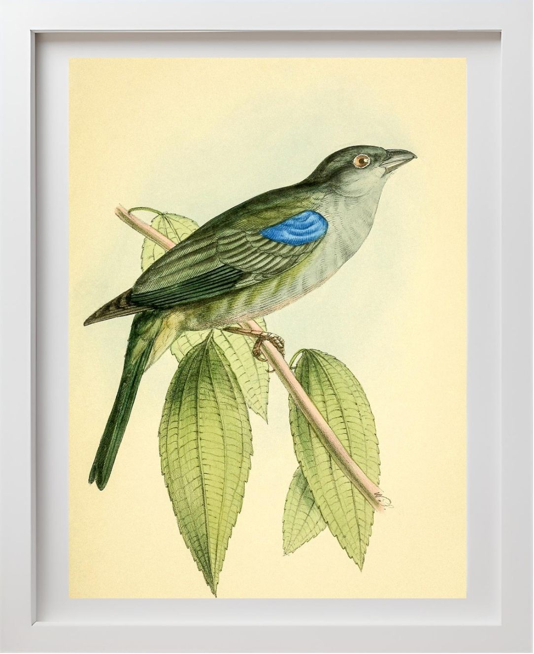 Bishop Tanager