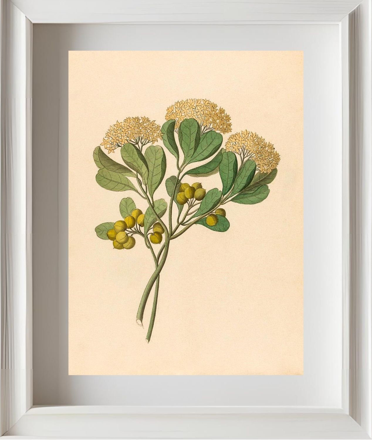 Pentandria Mon. (Pittosporum Viridiflorum)