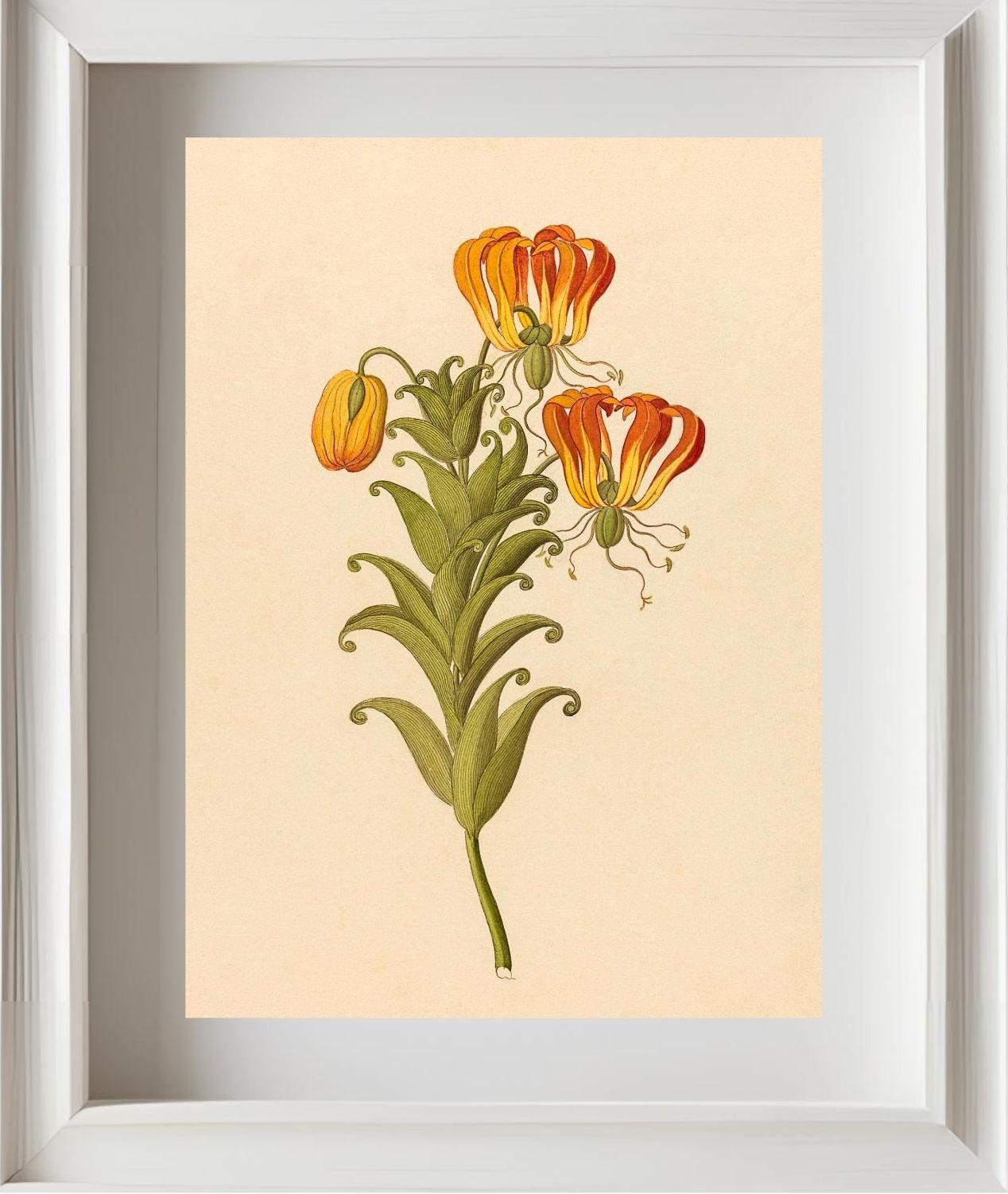 Gloriosa (Gloriosa Superba)