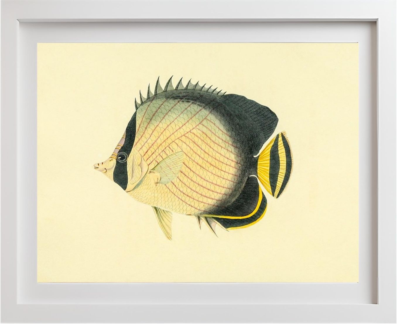 Chaetodon Vagabundus