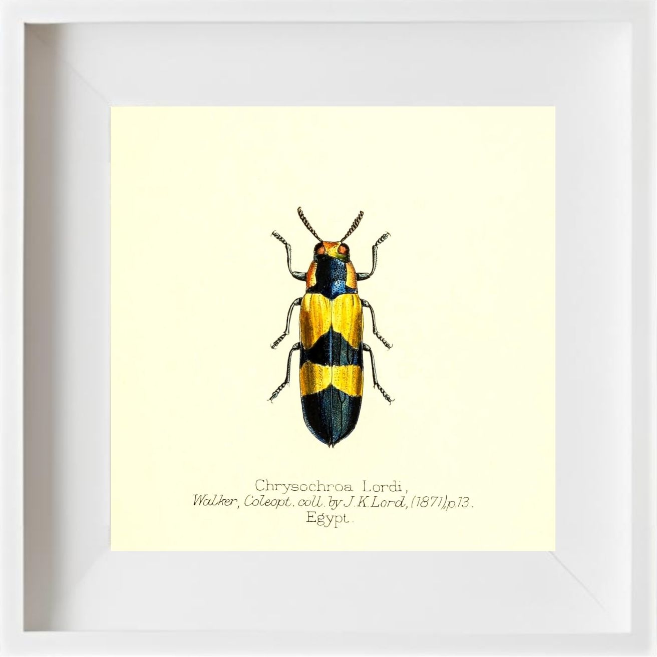 Chrysochroa Lordi