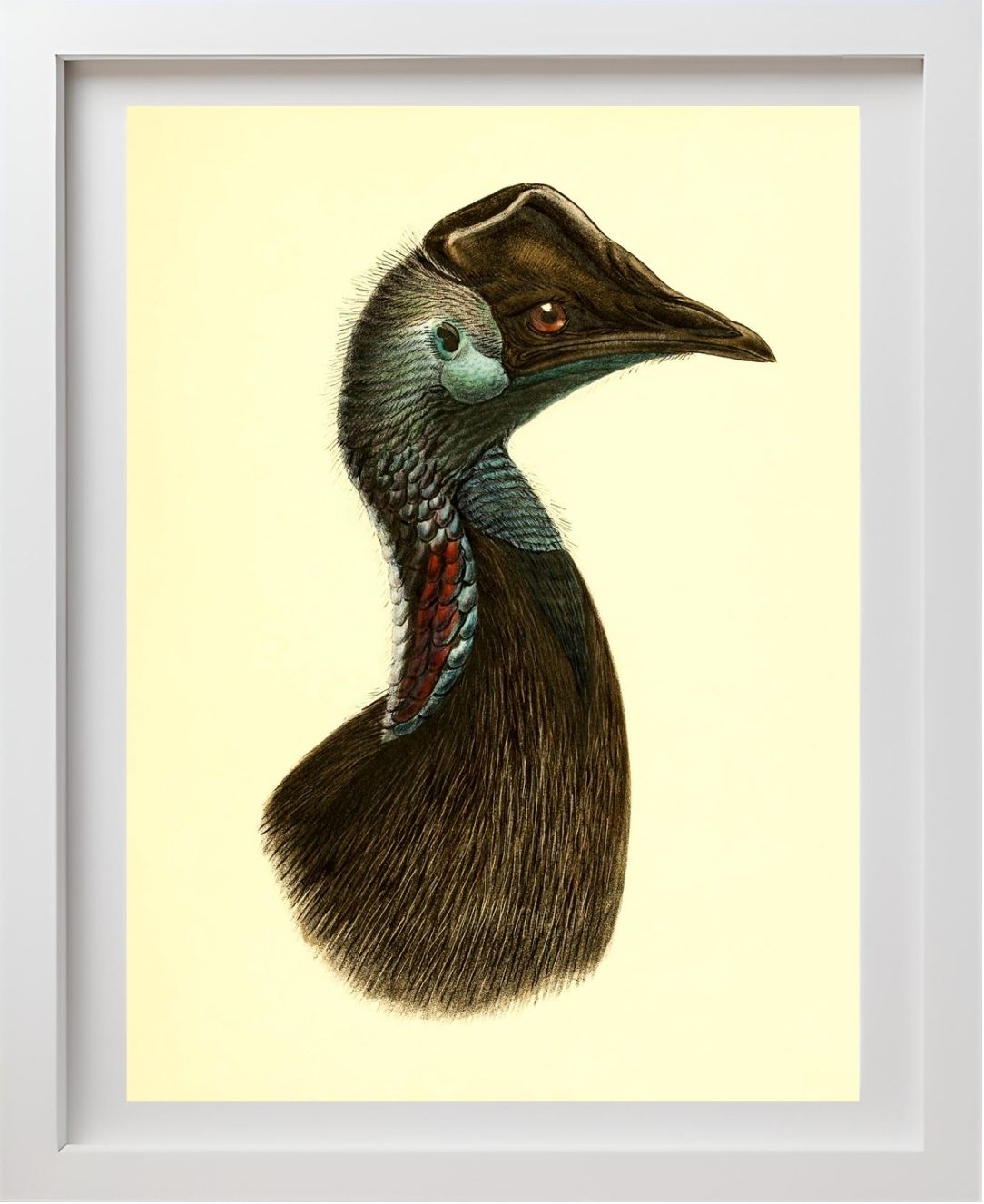 Casuarius Bennetti