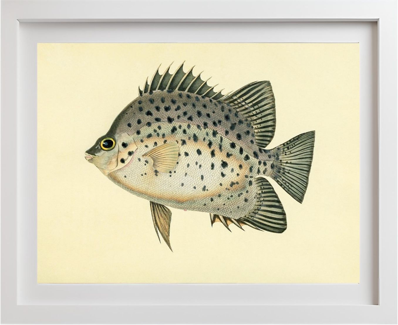 Chaetodon Atro-Maculatus