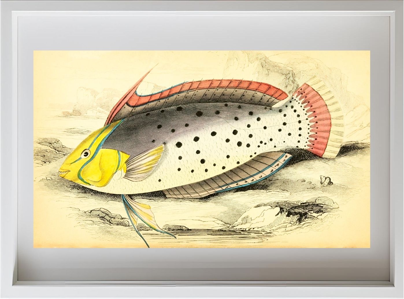 Painted Labrus