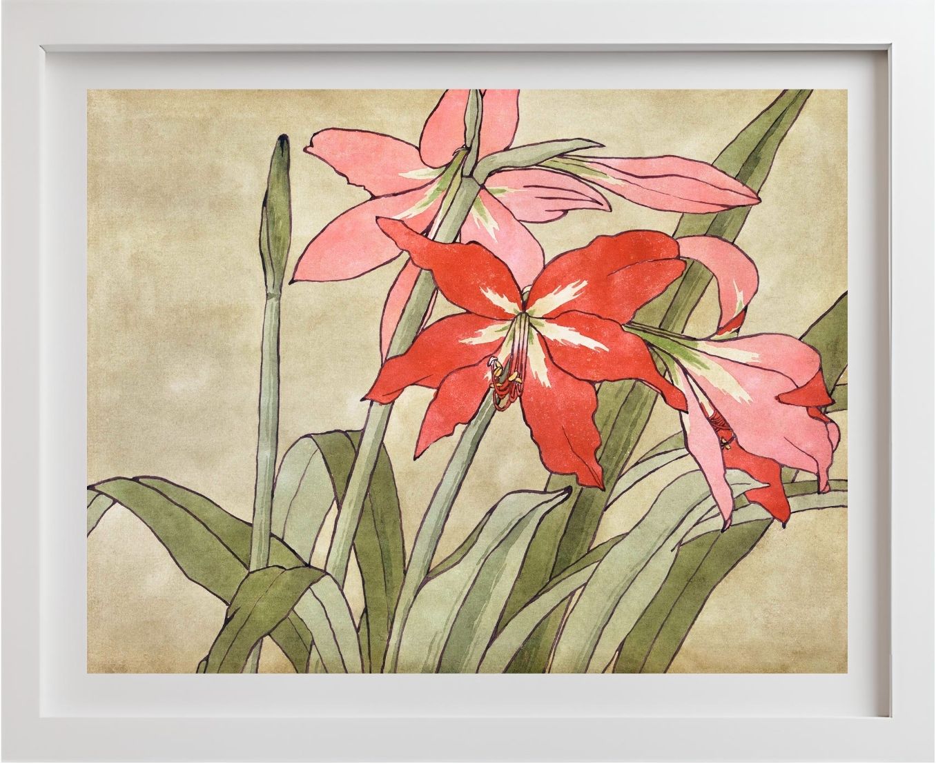 Amaryllis