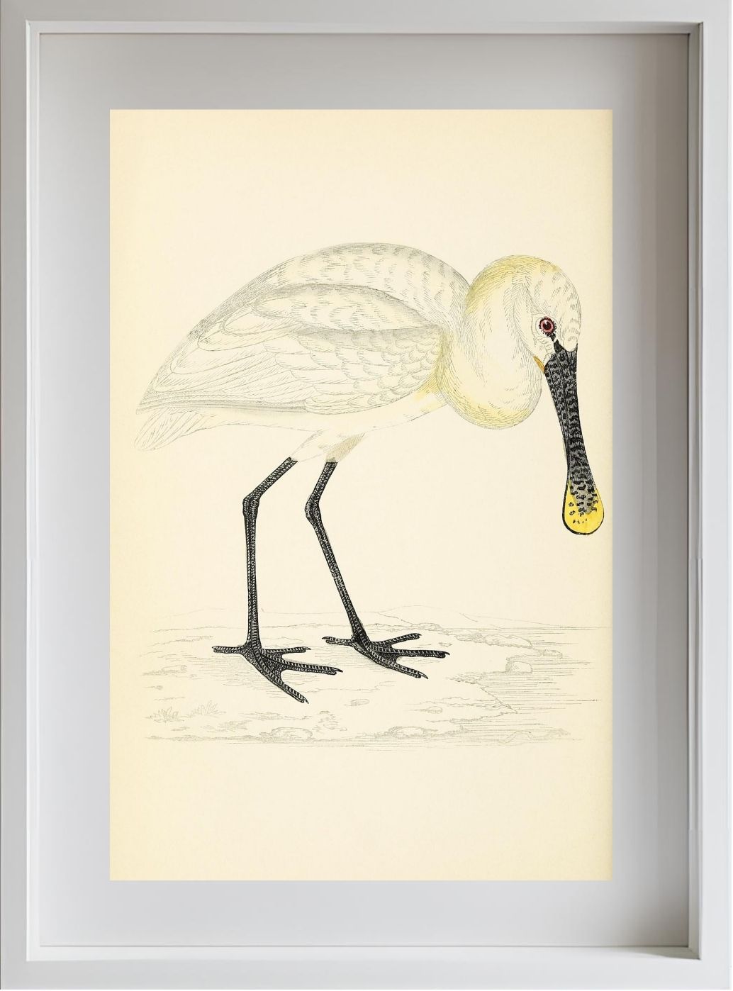 Spoonbill
