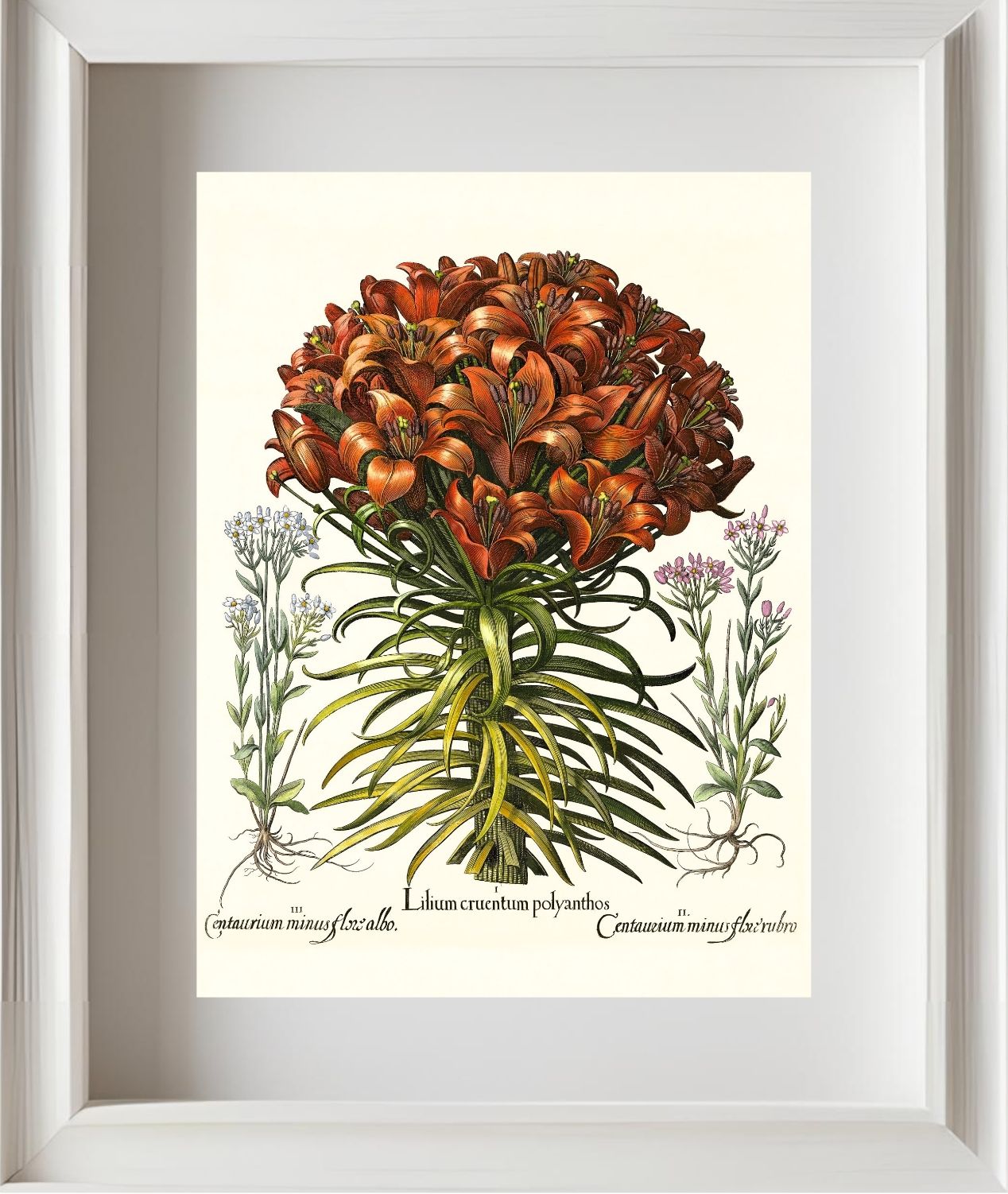 Orange lily, Pink lesser centaury, White centaury