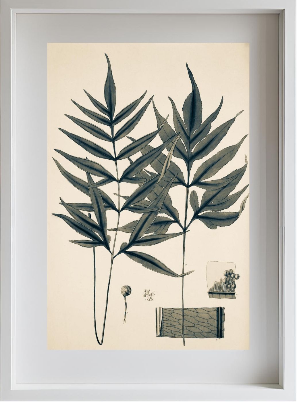 Pteris Denticulata