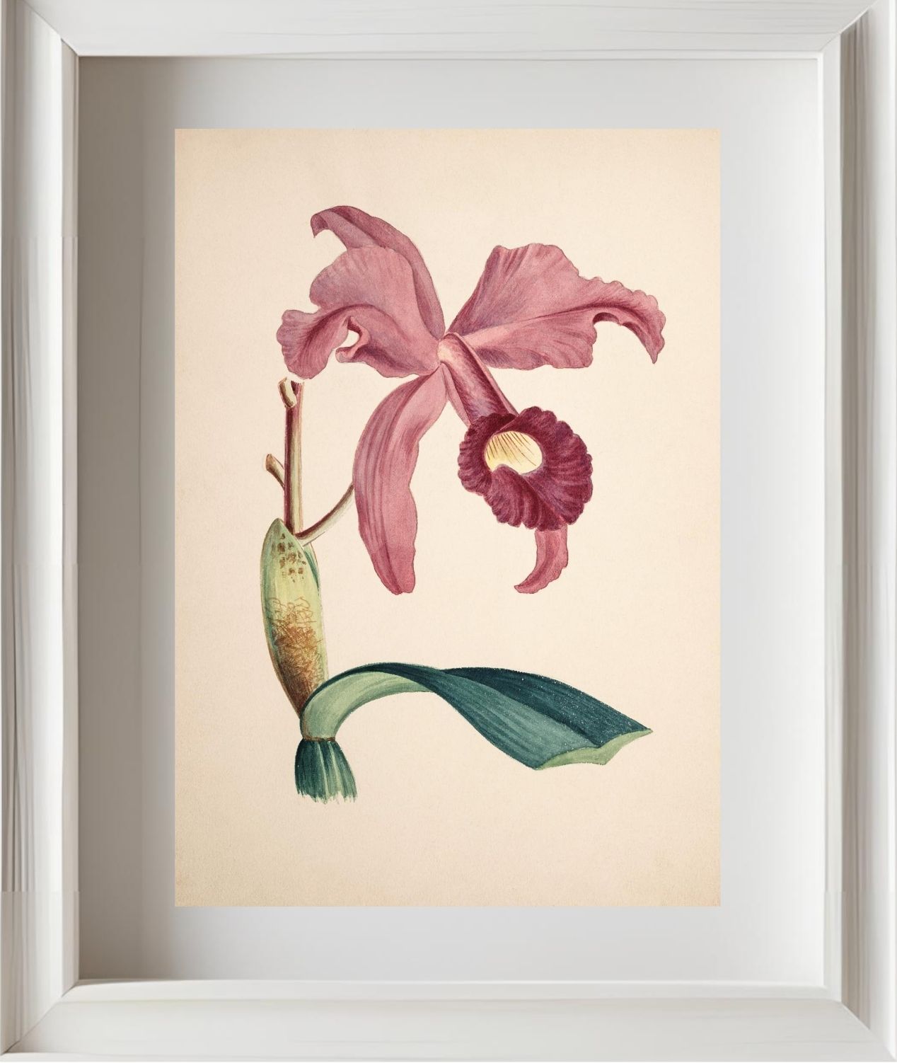 Cattleya Lawrenceana