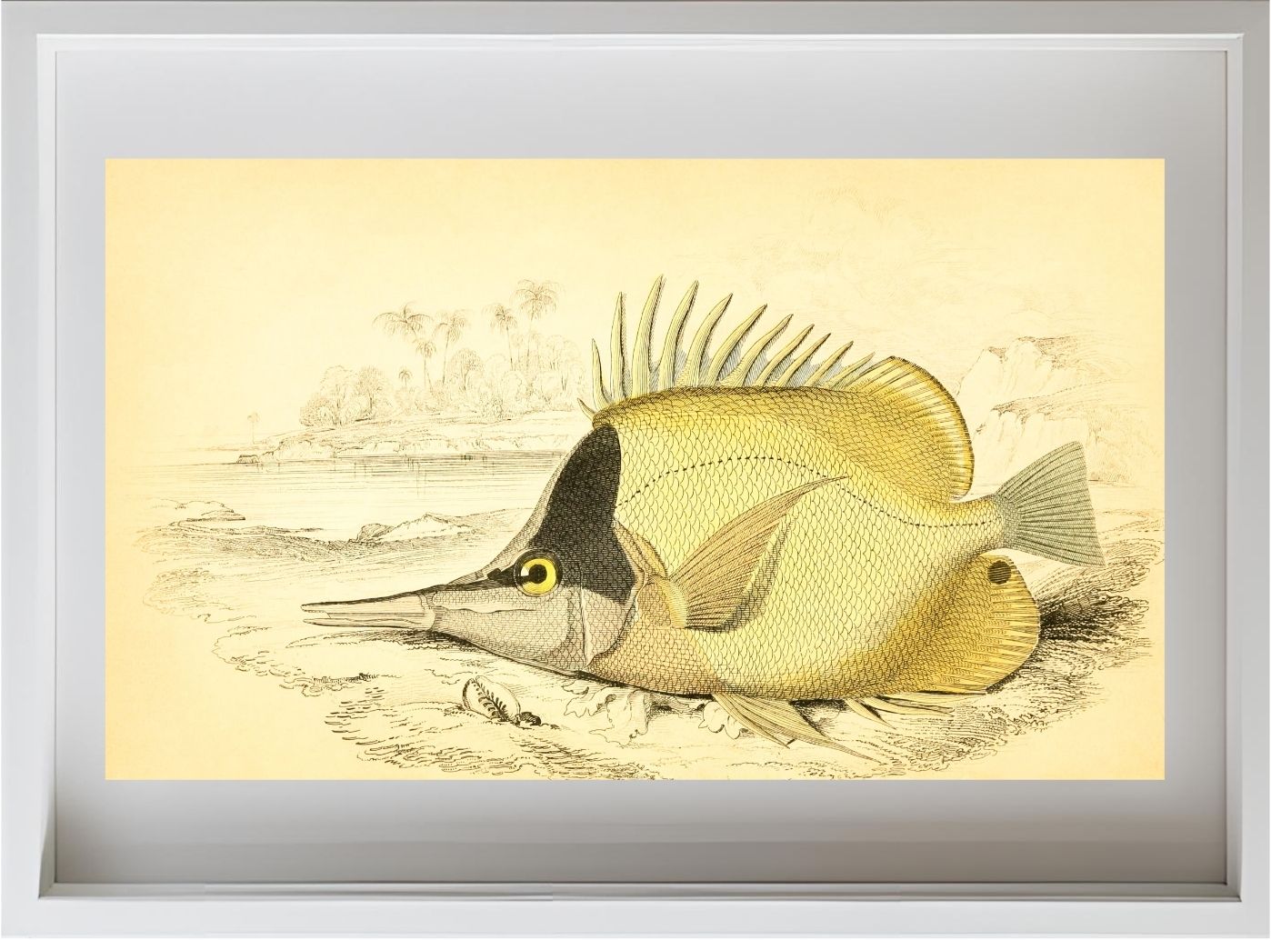 Long-Beaked Chelmon