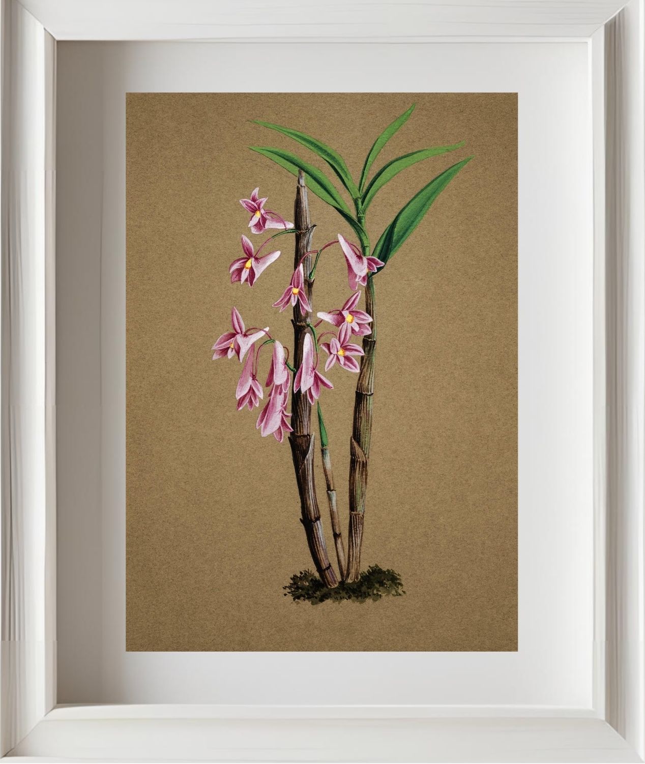 Dendrobium Hasselti