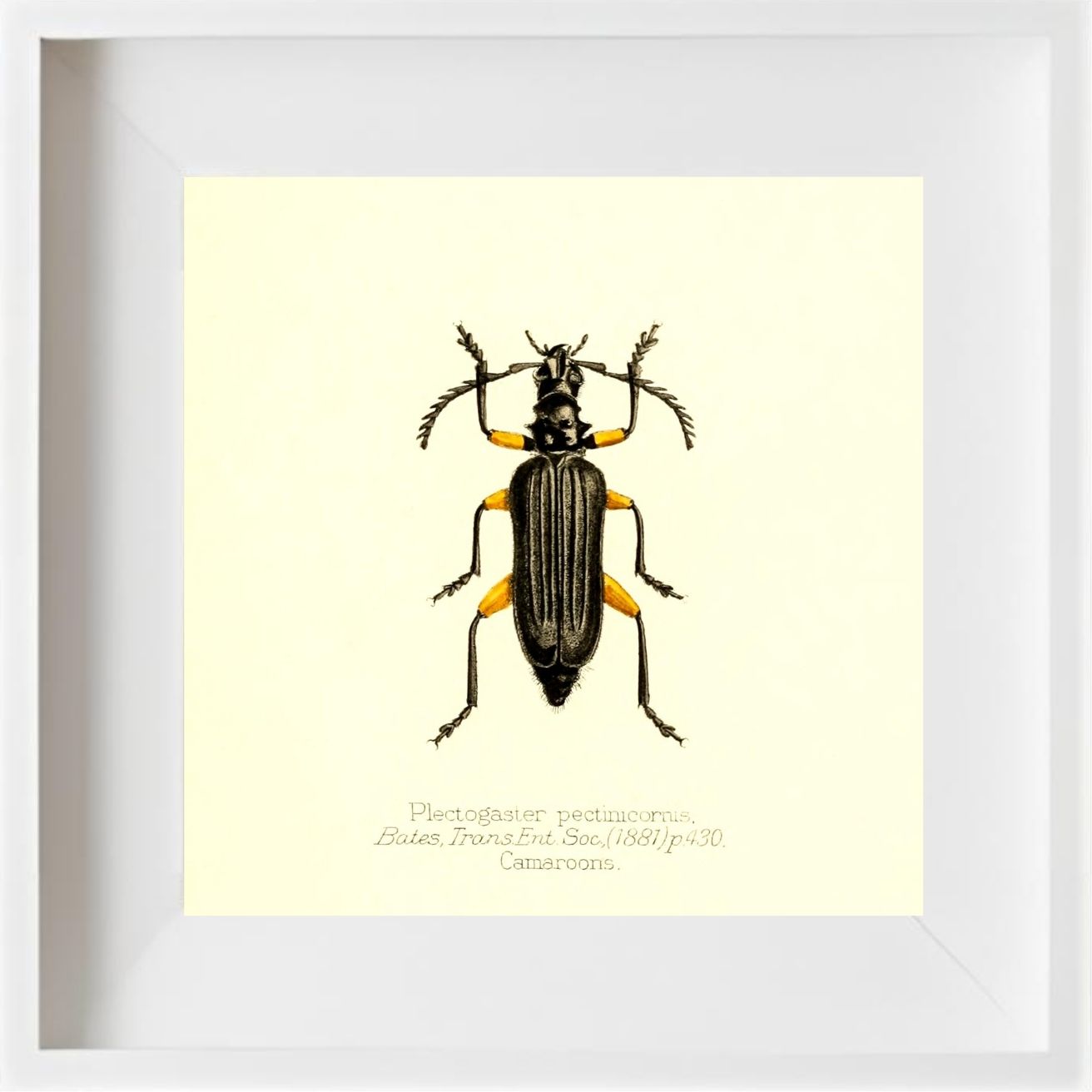 Plectogaster Pectinicornis