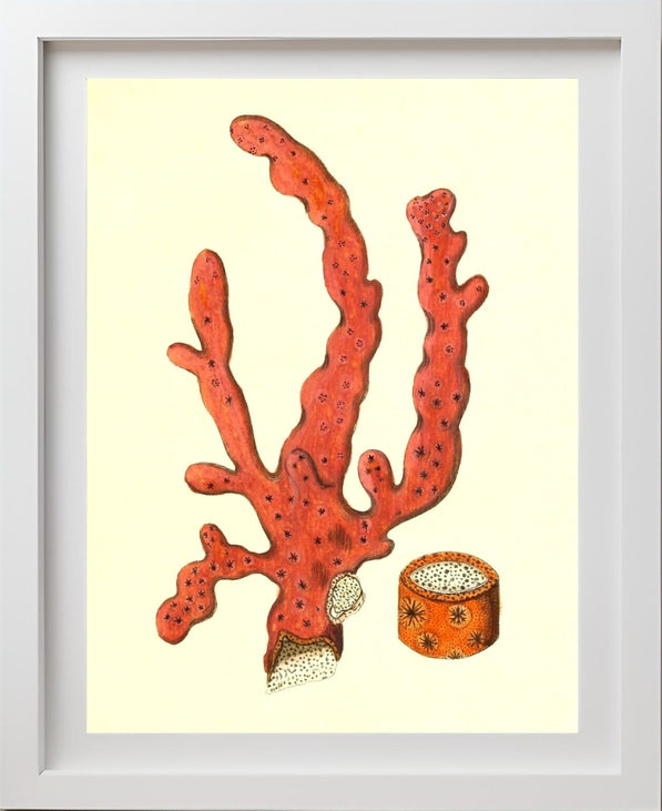 Alcyonium arboreum
