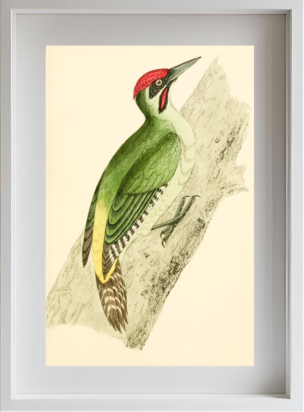 Green Woodpecker