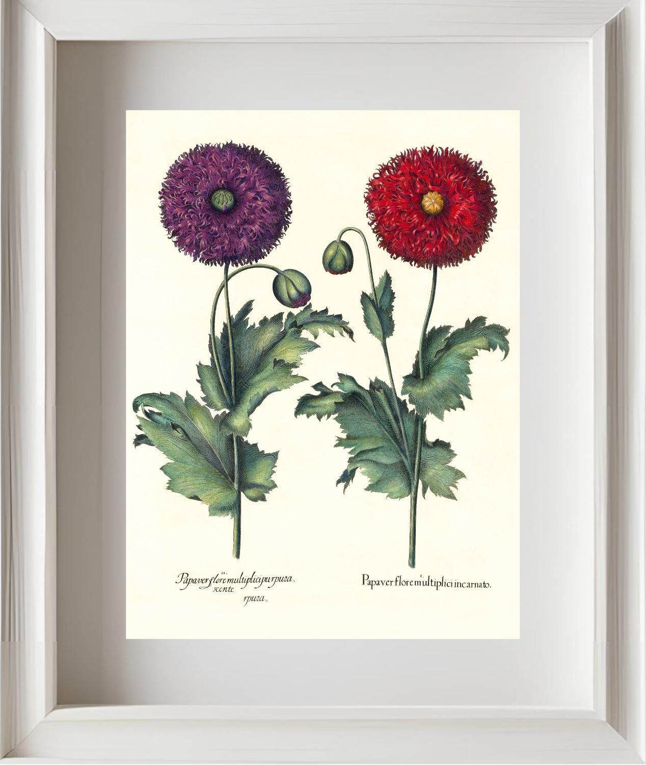Lacy double-flowered garden poppies