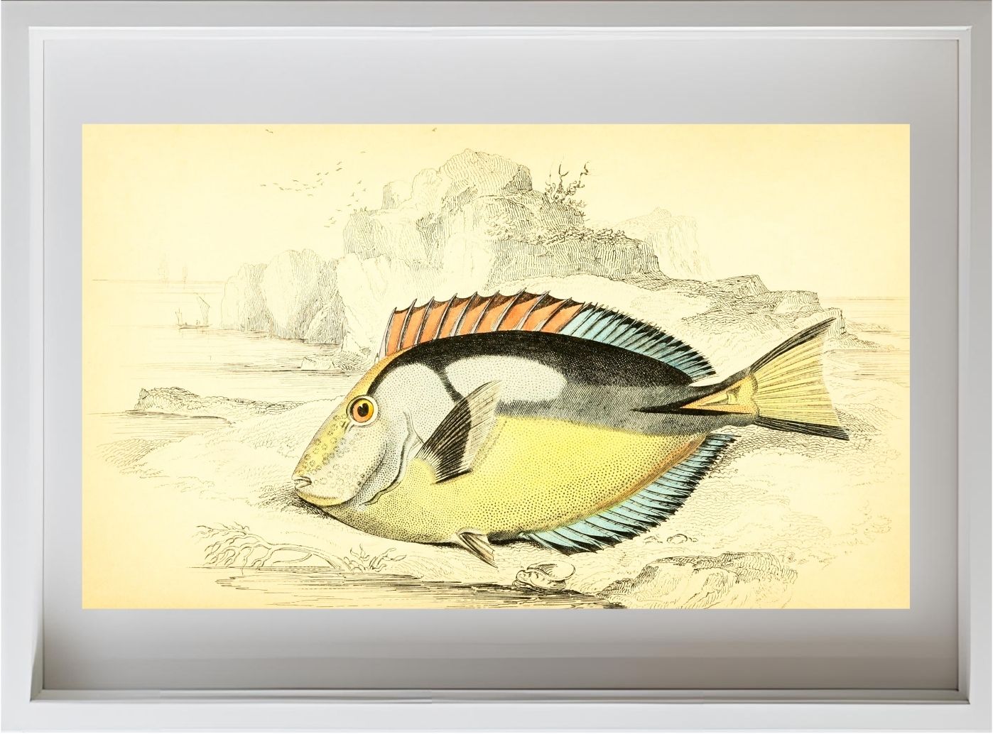 Yellow-Bellied Acanthurus