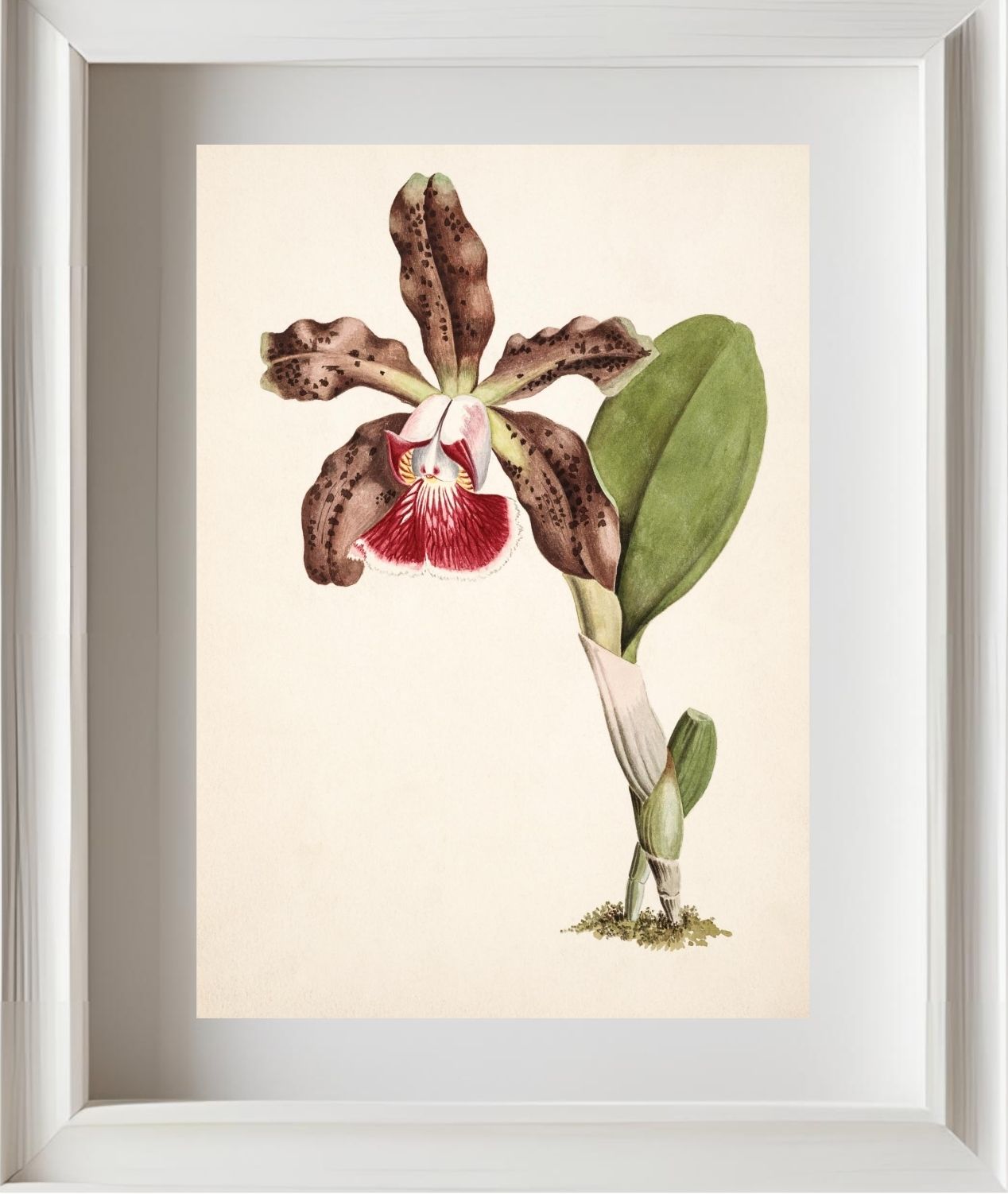 Cattleya Schilleriana (Brasilien)