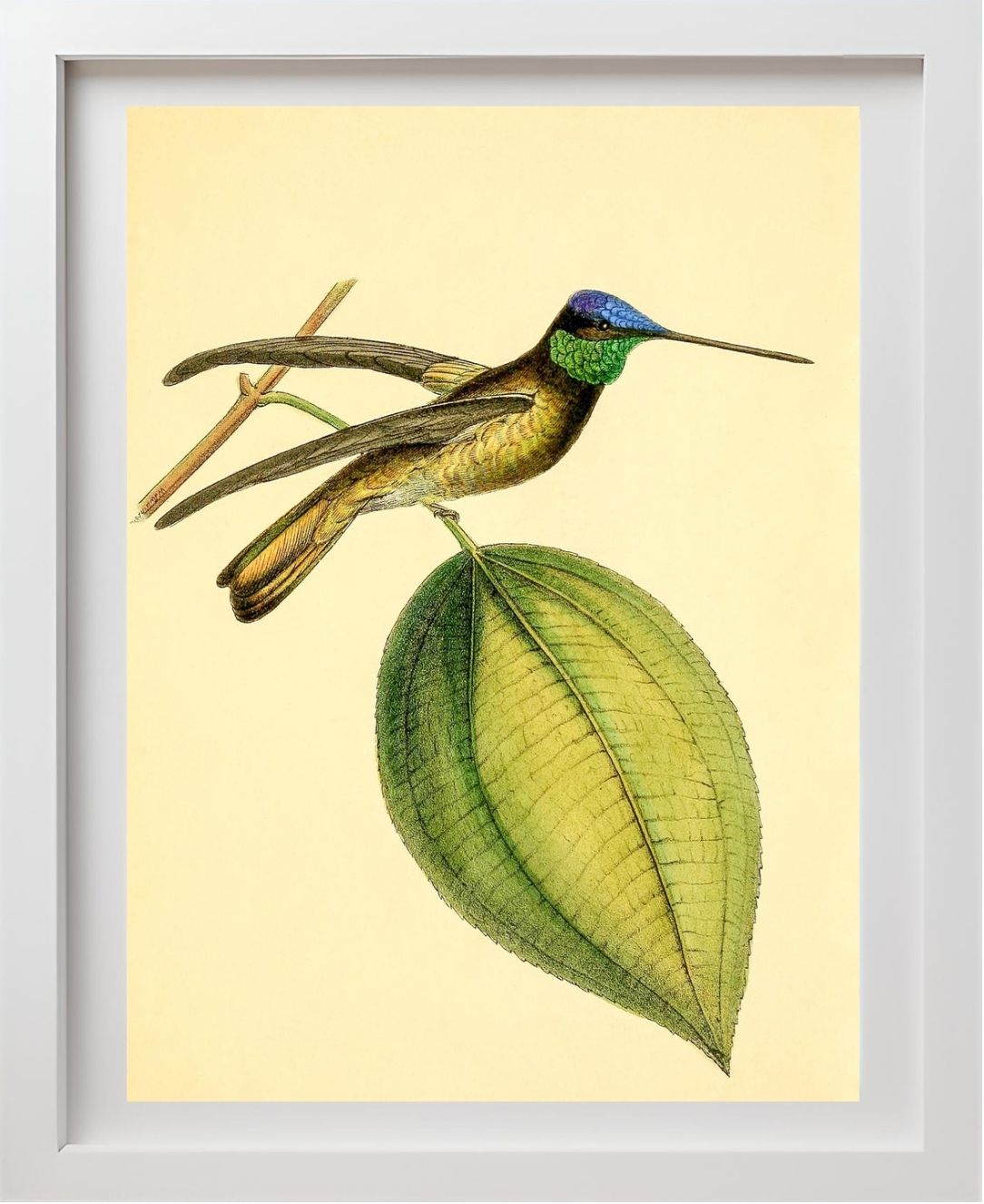 Sapphire-Crowned Hummingbird