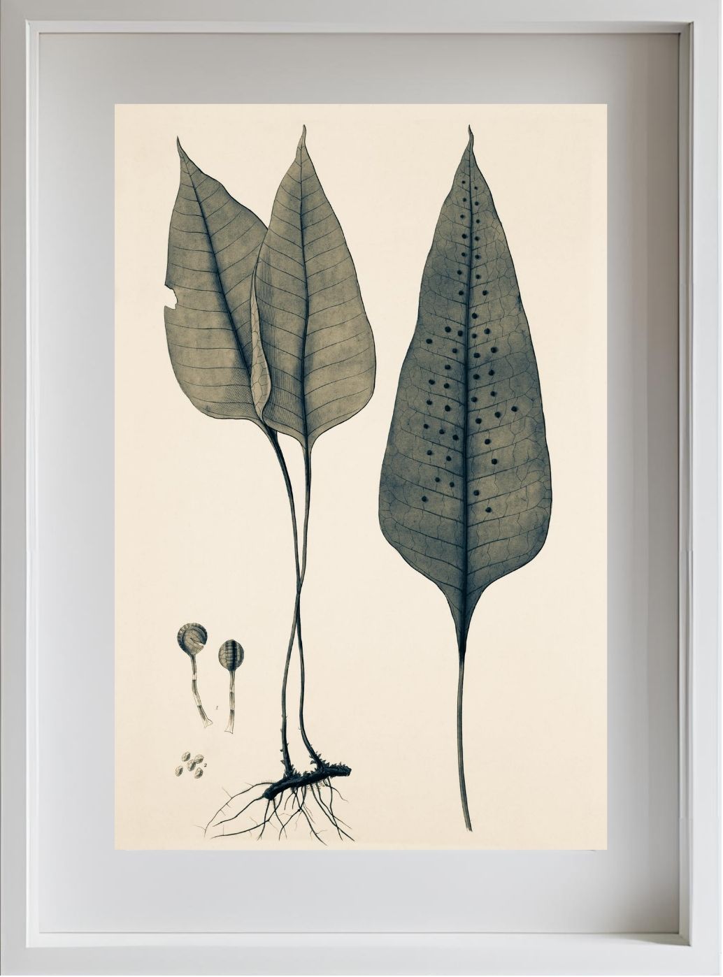 Polypodium Ovatum