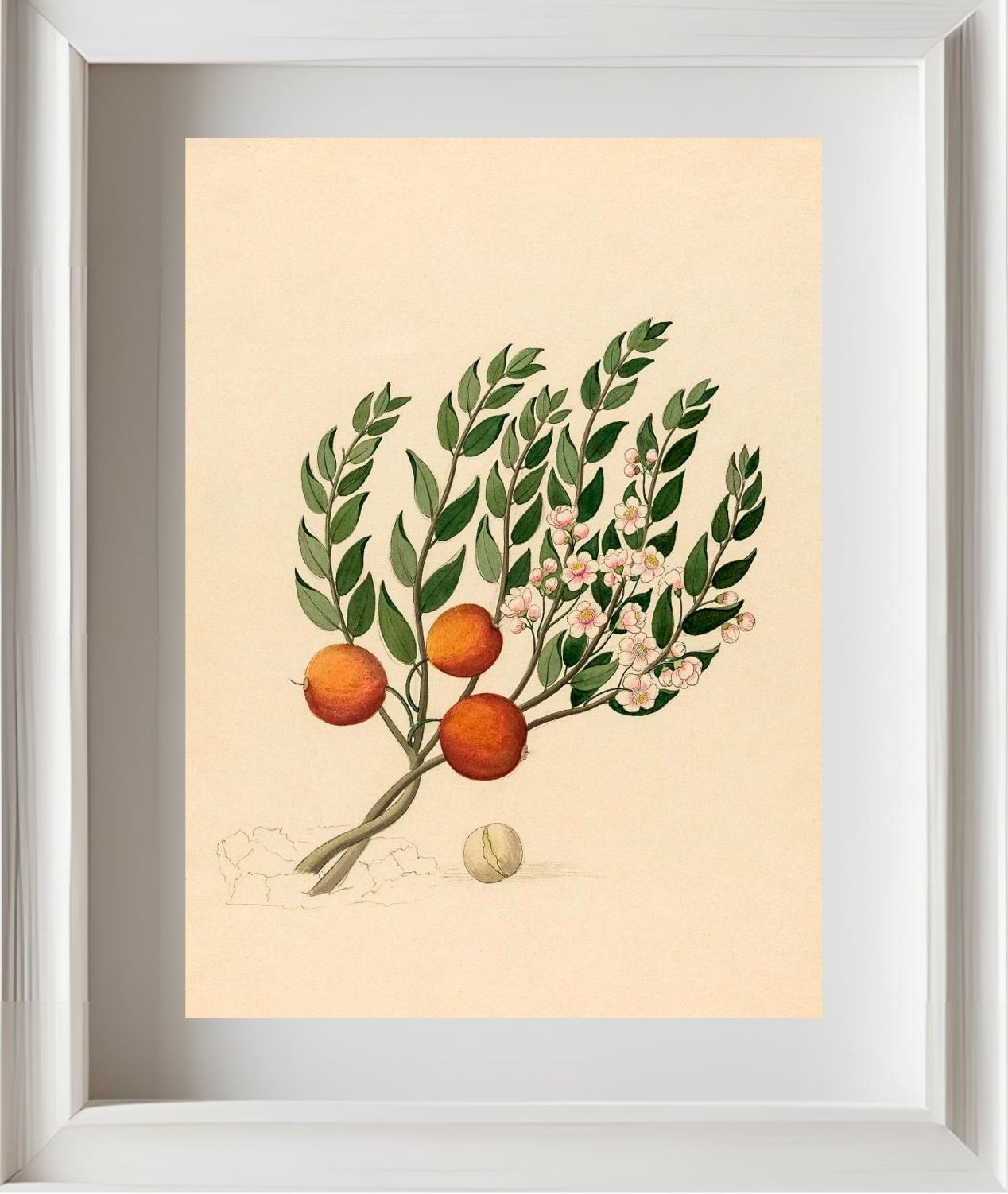 Eugenia or Jambo (Eugenia Albanensis)