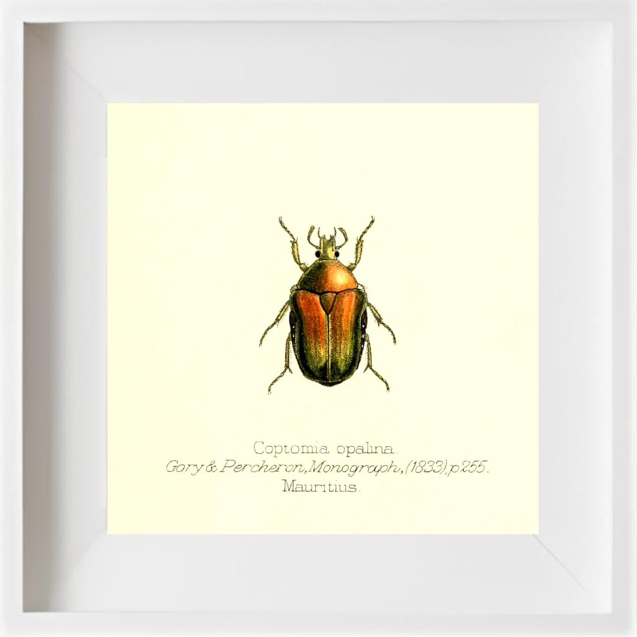 Coptomia Oplalina