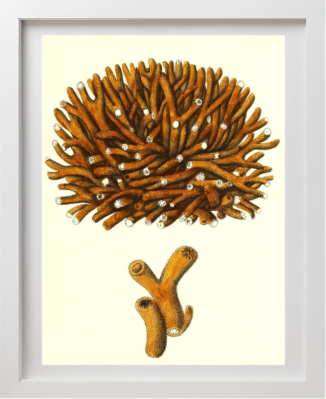 Madrepora flexuofa