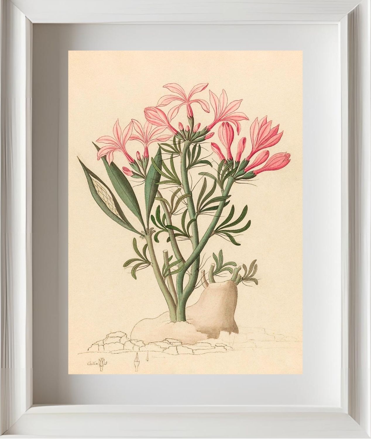 Ceropegia or Echites (Pachypodium Succulentum)