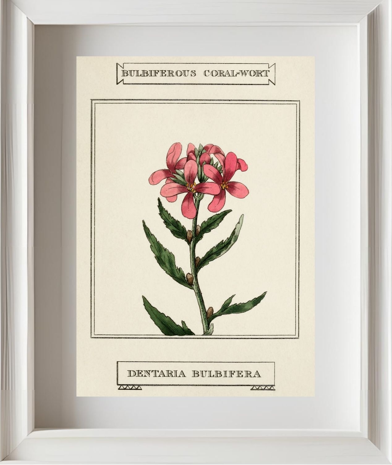 Bulbiferous Coral-Wort