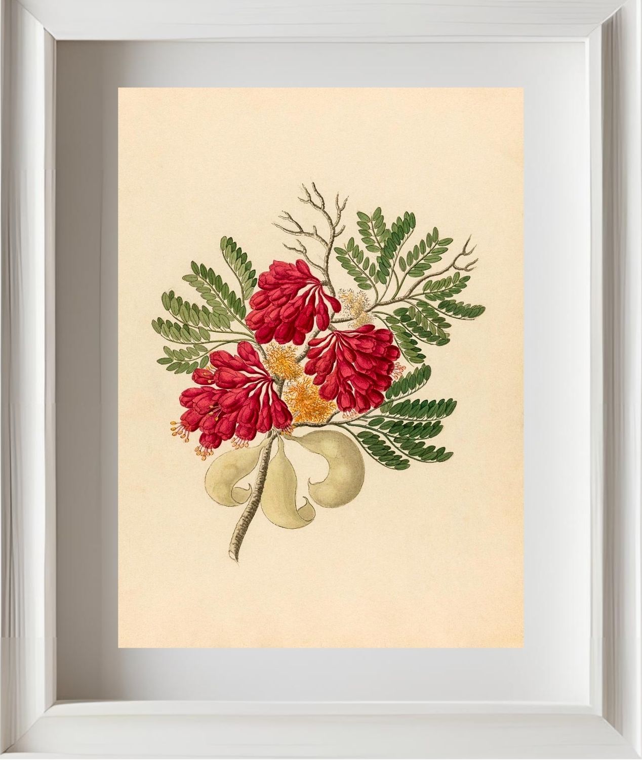 Schotia Speciosa (Schotia Affra)
