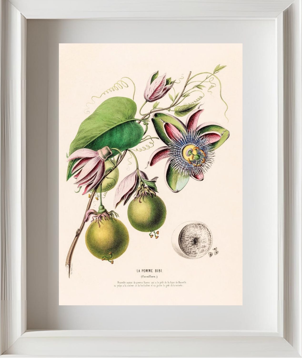 La Pomme Bibi (Passiflora)