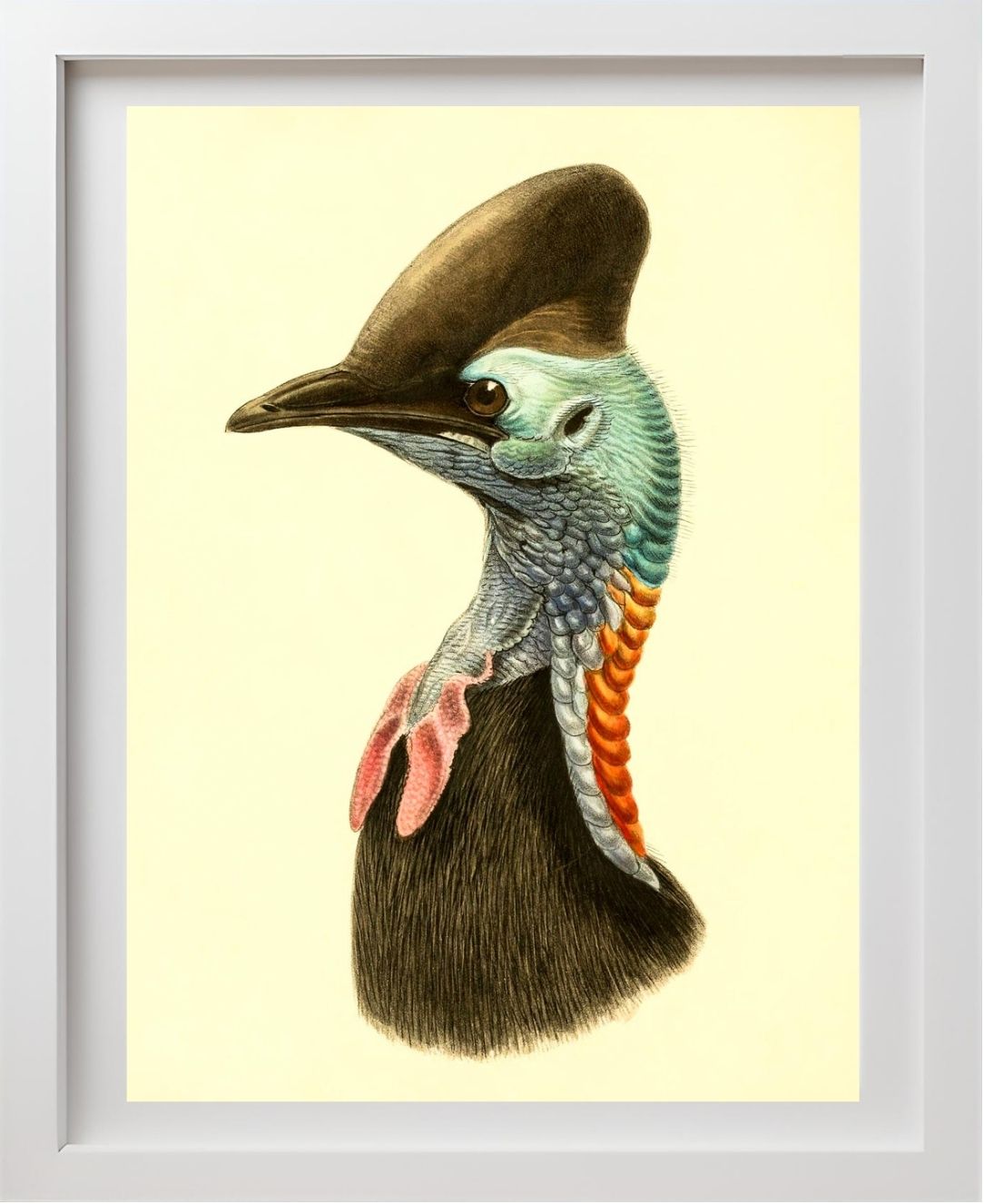 Casuarius Casuarius