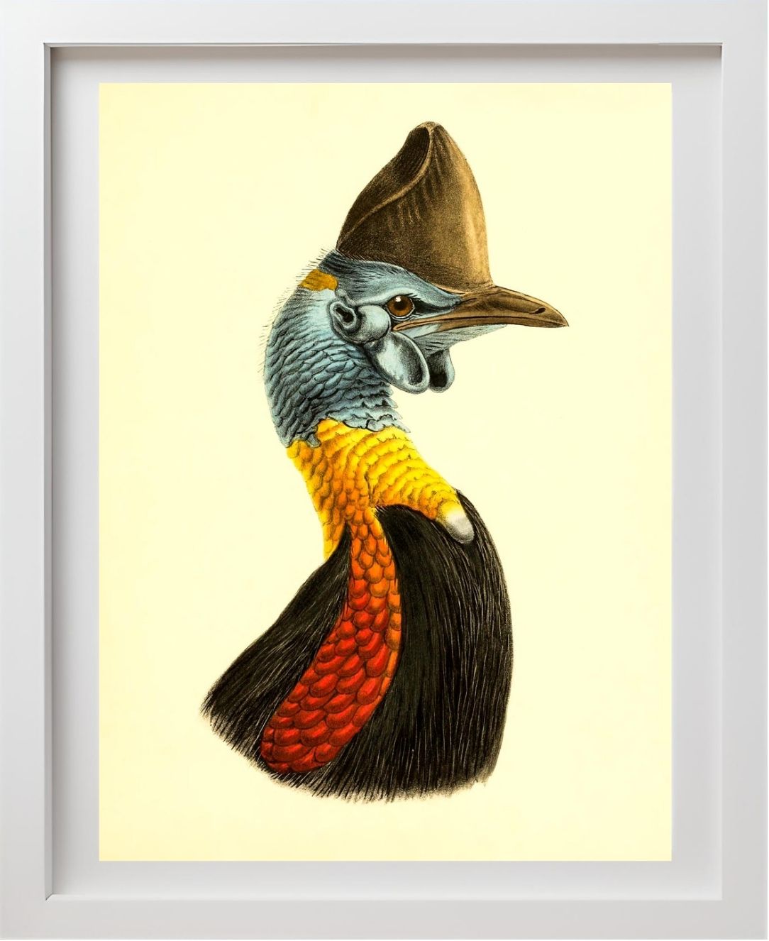Casuarius Uniappendiculatus Occipitalis