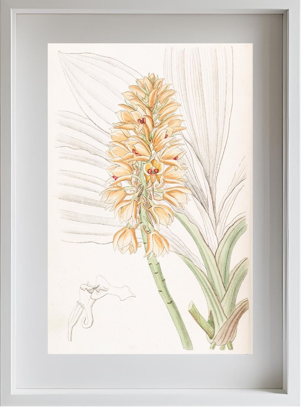 Yellow-spiked Calanthe