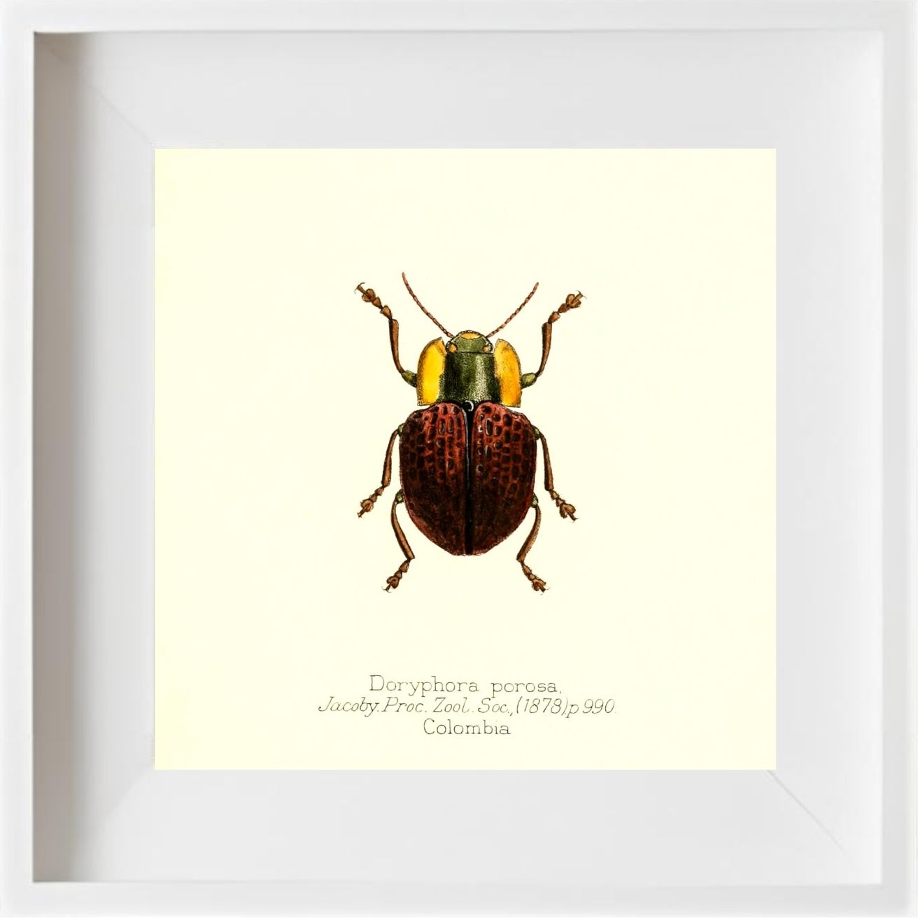 Doryphora Porosa