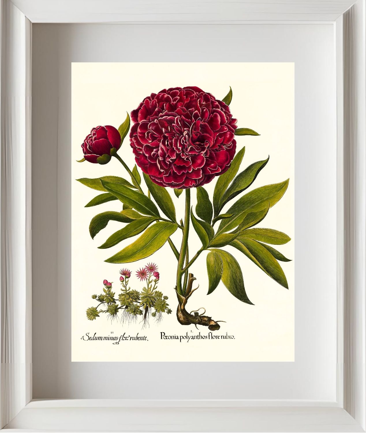 Red double-flowered peony, Mountain sempervivum