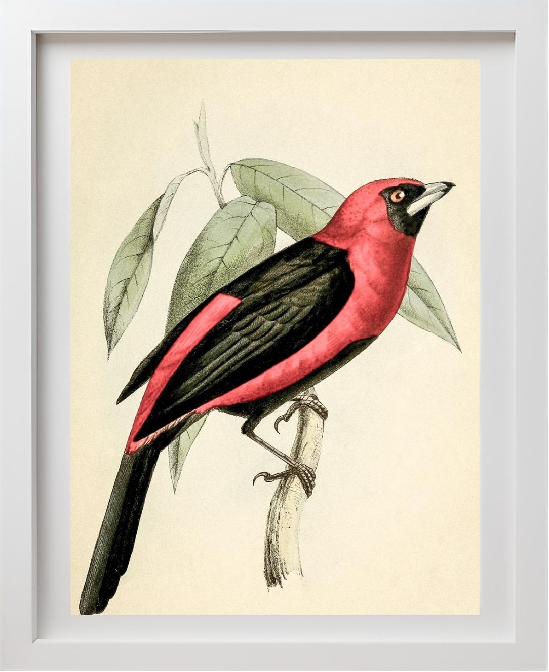 Black-Masked Tanager