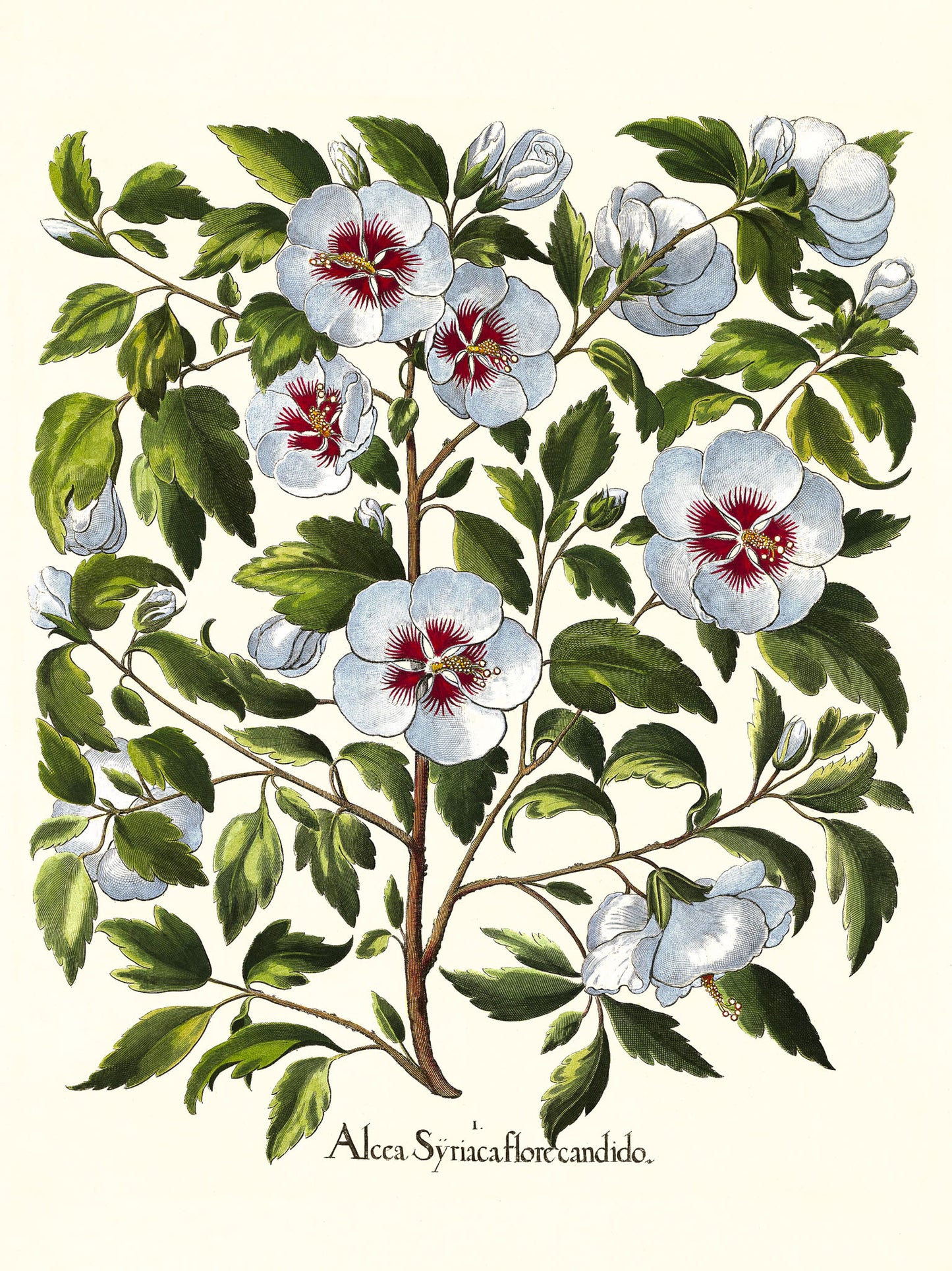 White rose of Sharon