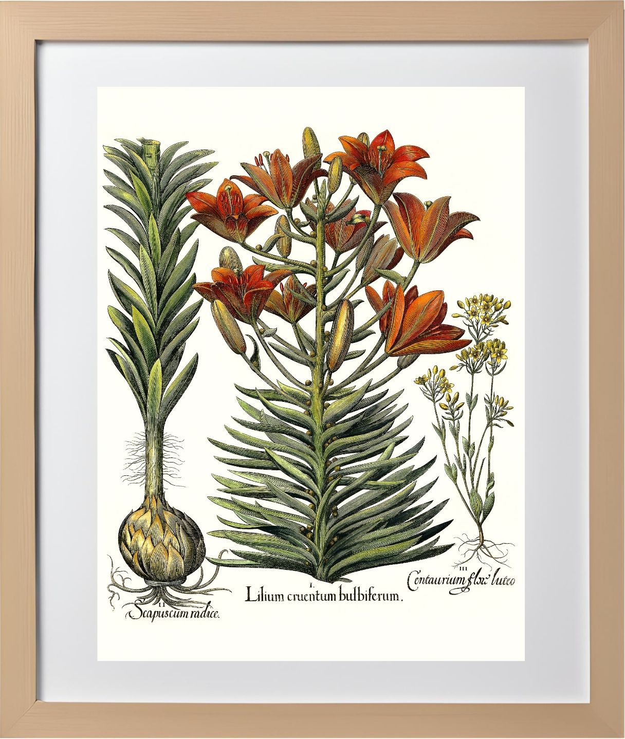 Orange lily with bulbils, Late-blooming blackstonia