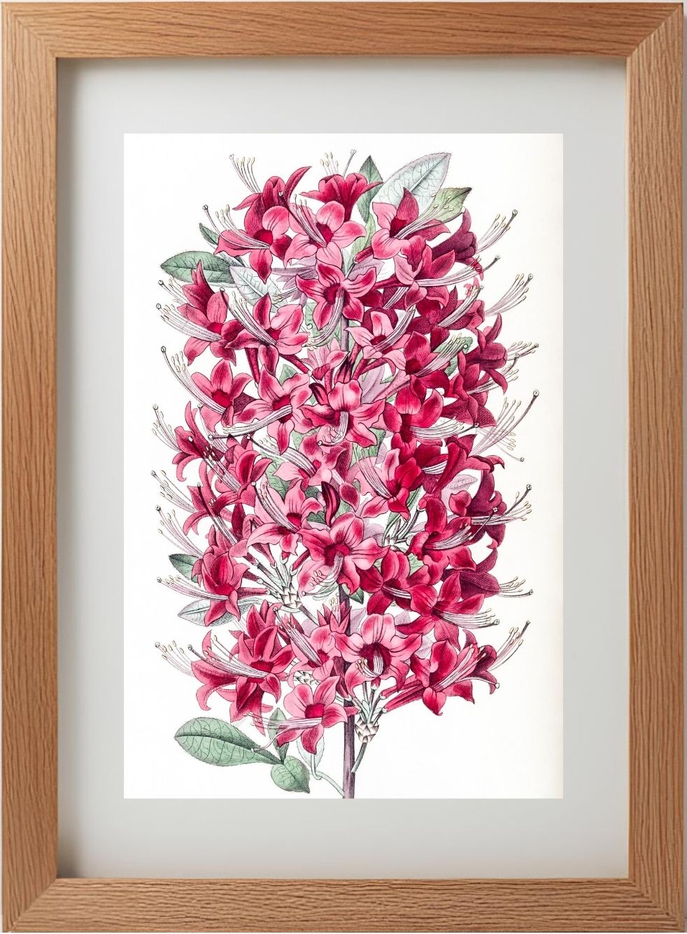 The Highclere Scarlet Azalea