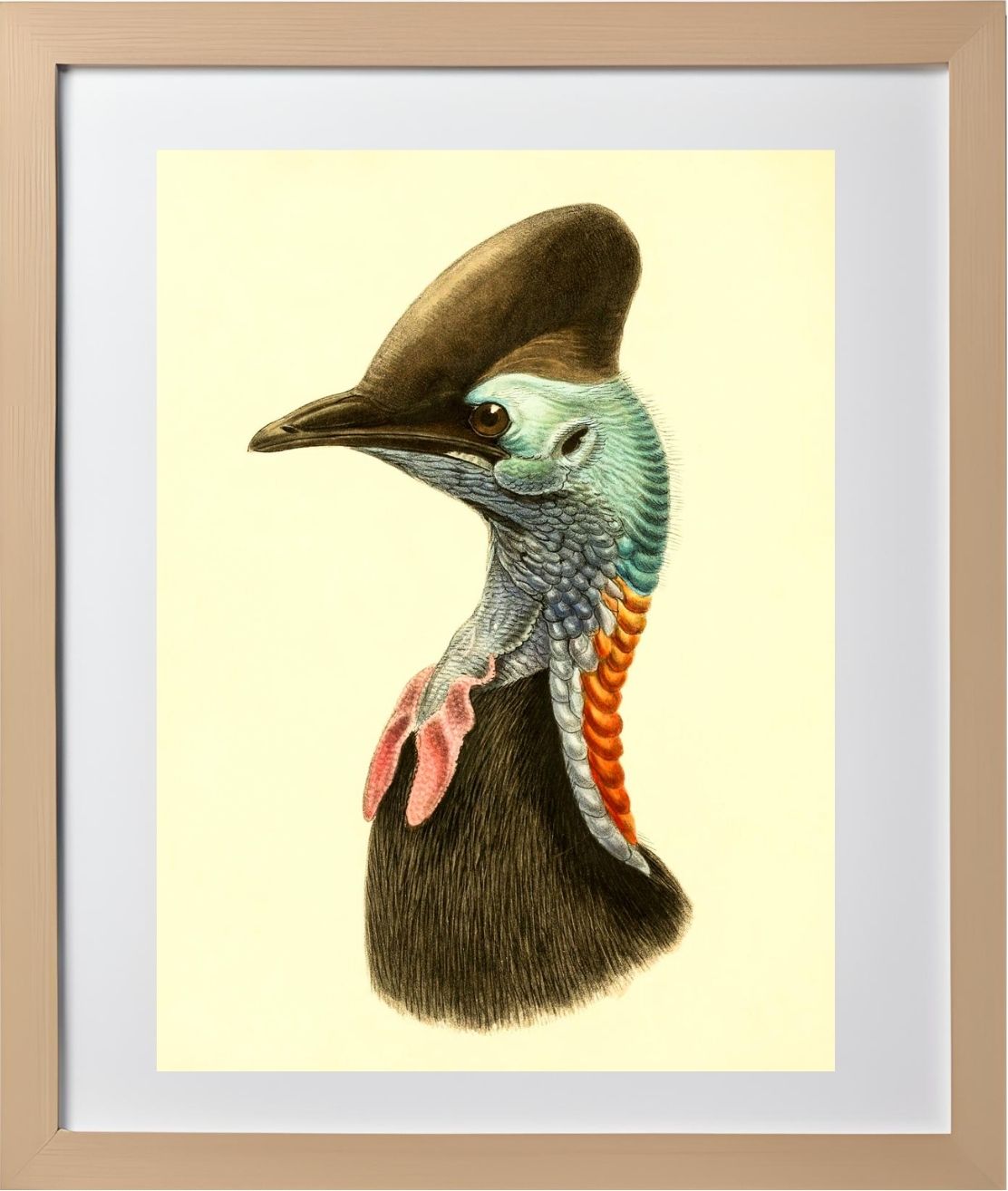 Casuarius Casuarius