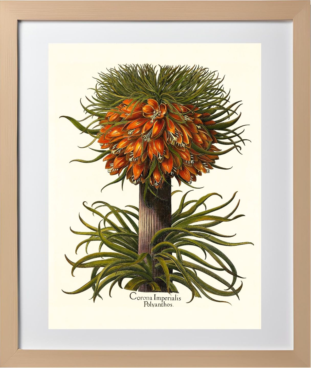 Multiflorous crown-imperial fritillary