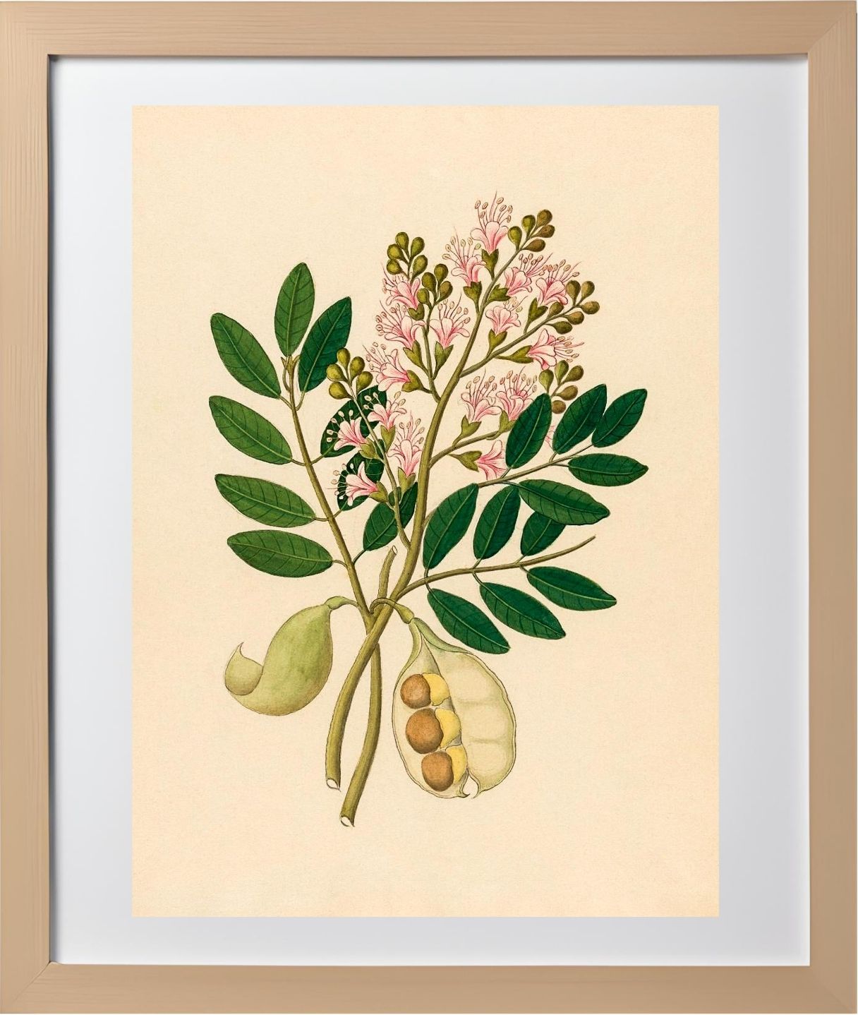 Schotia Nov. Sp (Schotia Latifolia)