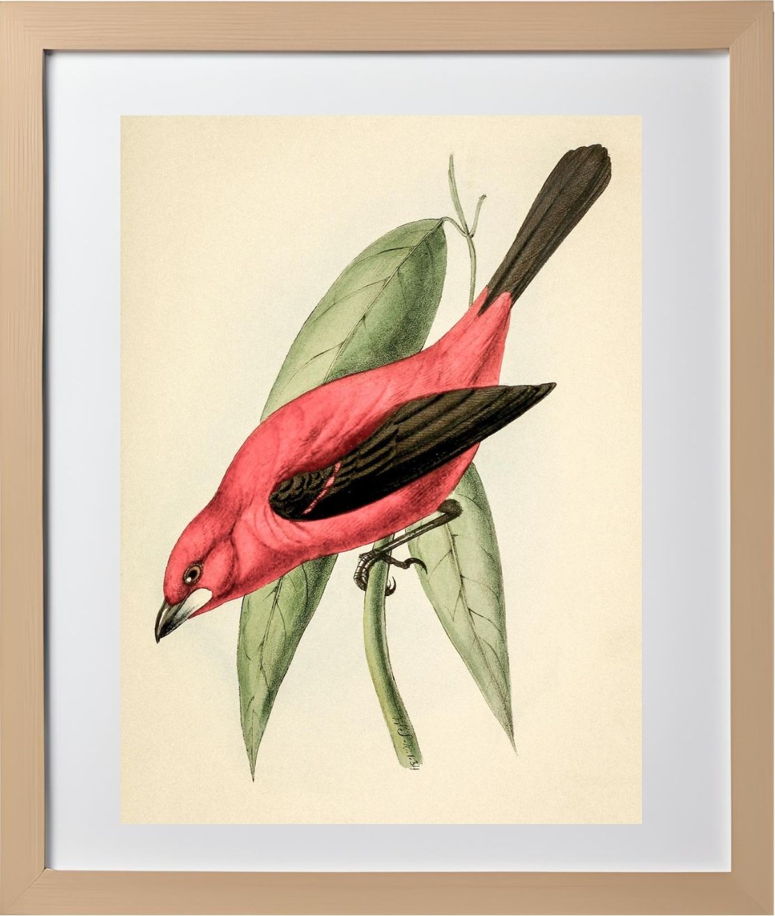Crimson Tanager