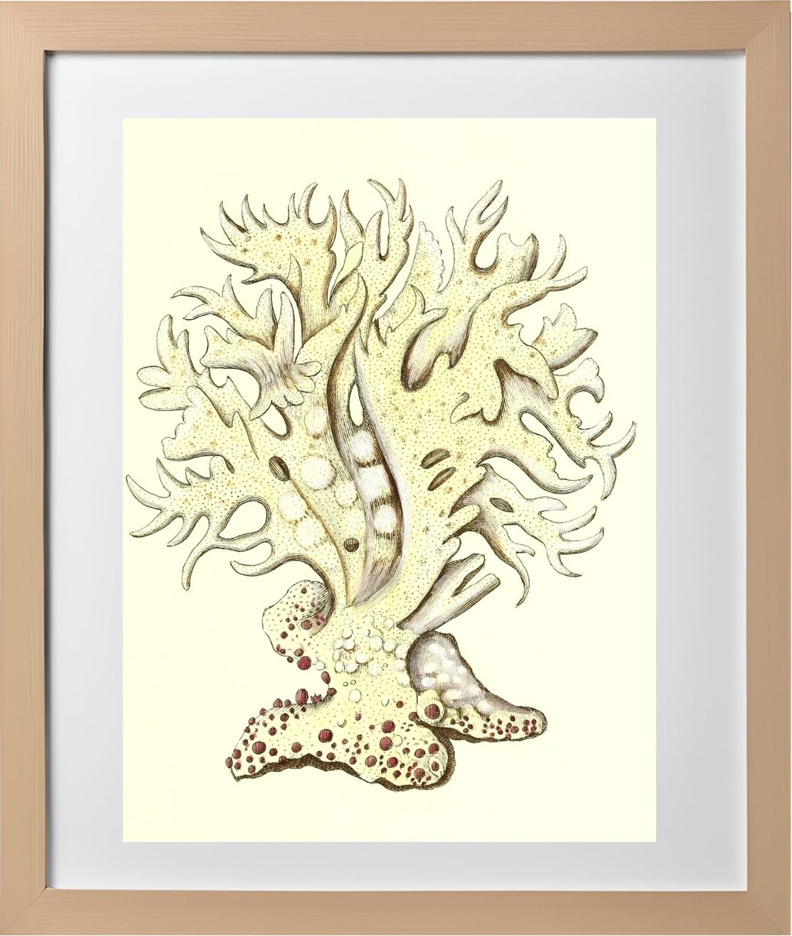 Millepora alicornis