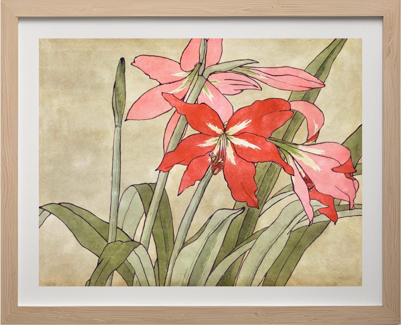 Amaryllis
